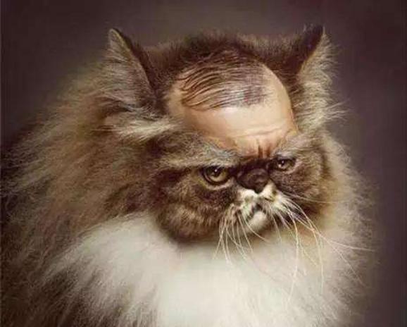 家里猫咪无论怎么样都不听话,家里猫咪现在很少打呼噜了