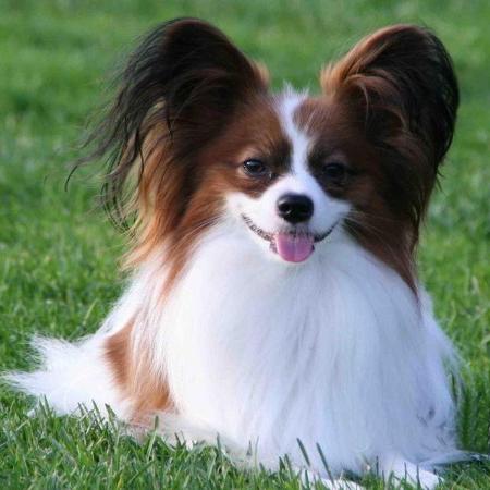 世界上所有的狗品种图片,世界最名贵的狗前十名及其简介