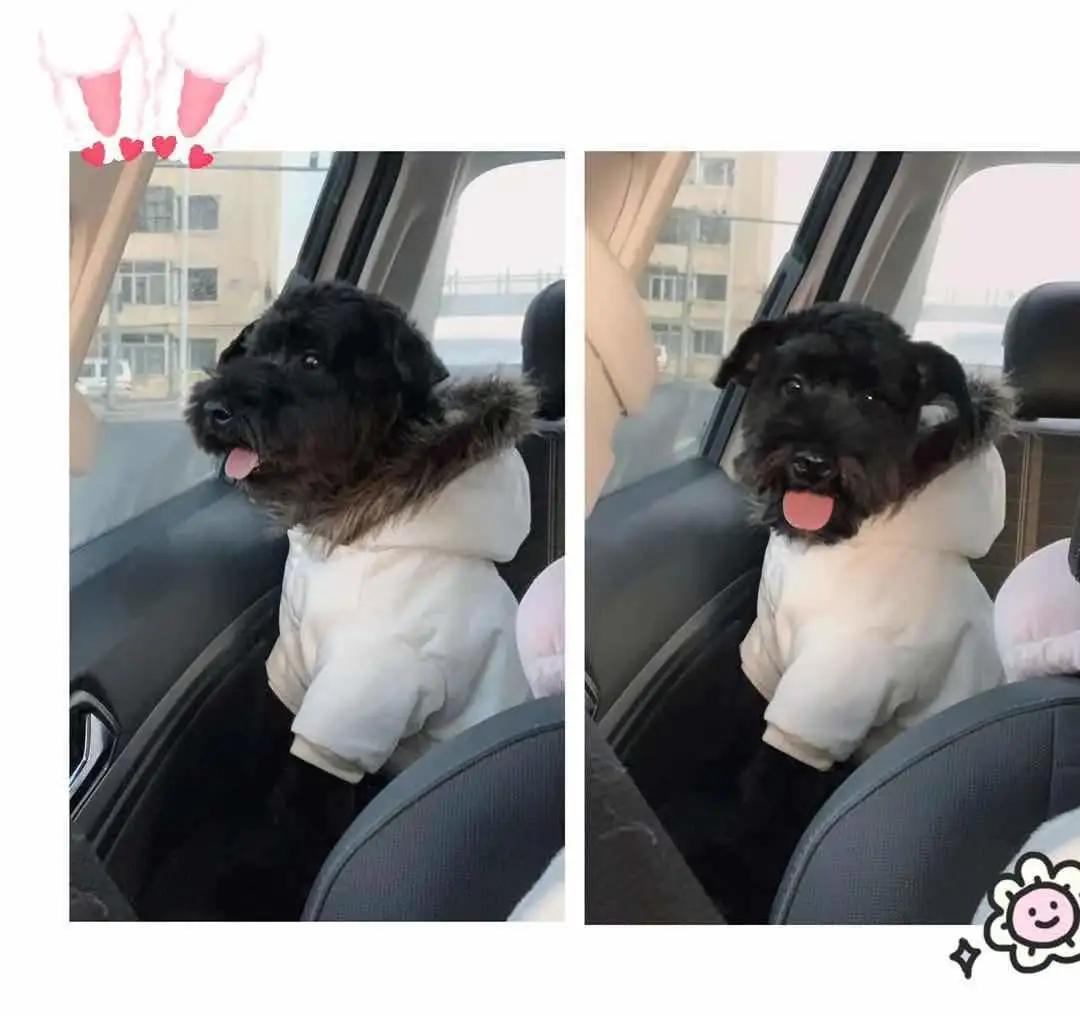 男生猛犬穿女装,男生细狗穿女装