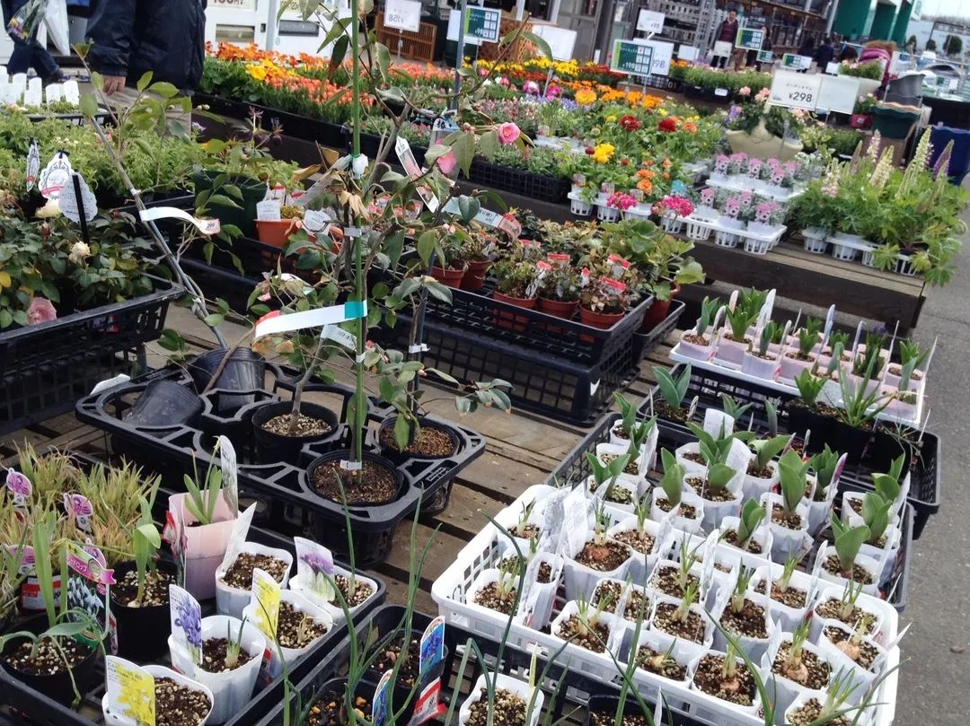 花店之旅,日本花店的真实感受