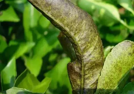 柑橘锈壁虱防治最新农药有哪些,柑橘锈壁虱防治最佳时段是哪个月