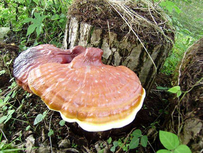 野生灵芝和人工灵芝的差异 (野生灵芝和人工种植灵芝的区别)