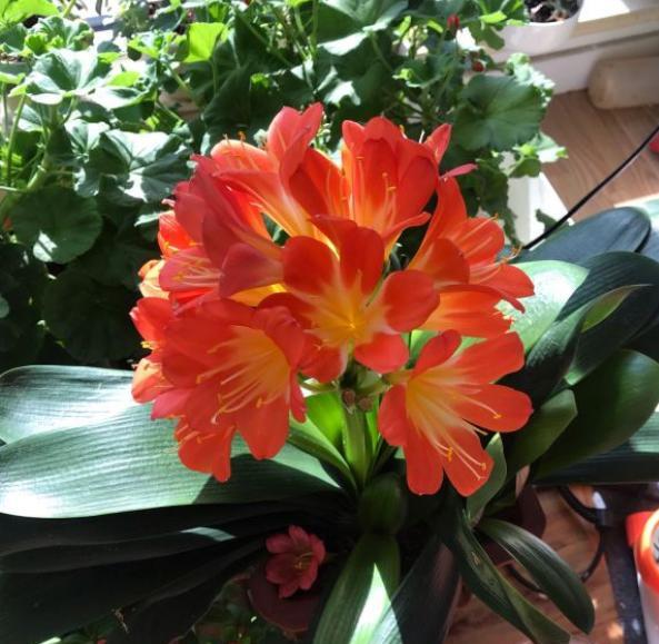 君子兰浇水不吸水怎么办,君子兰不开花浇鸡蛋液应该怎么浇