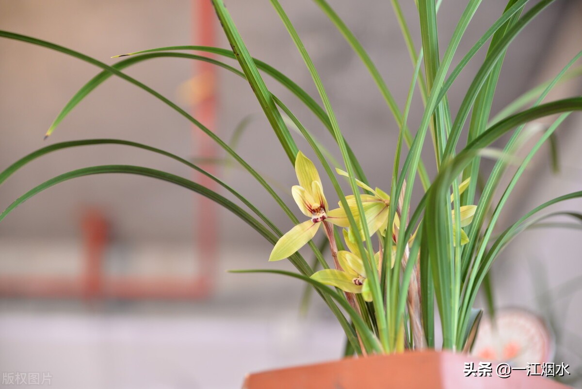 各种花的寓意和象征意义,各种花的花语和象征意义