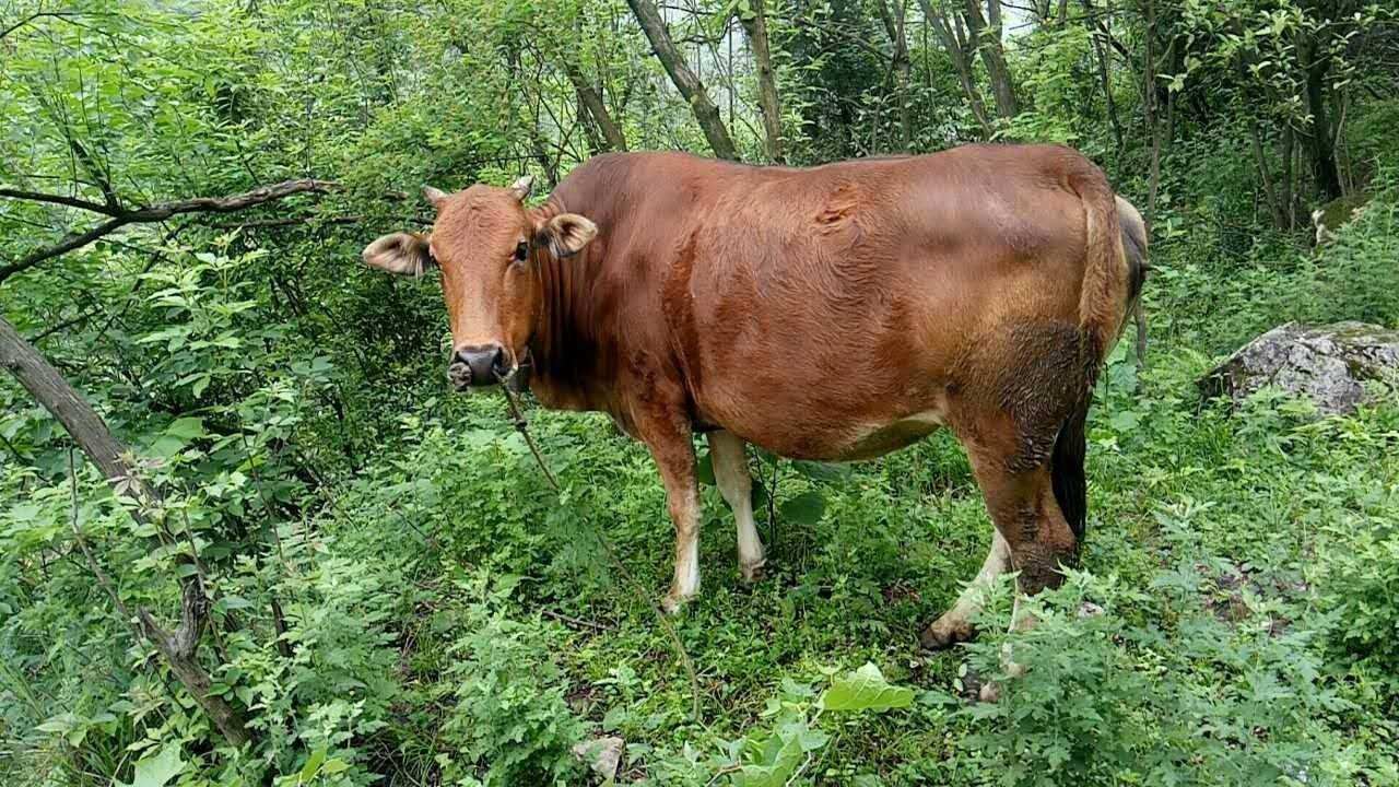 食物链蛇能被牛吃掉吗,牛为什么吃蛇