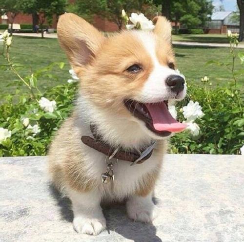 柯基被人宠坏的5个表现,柯基被宠坏的五大表现