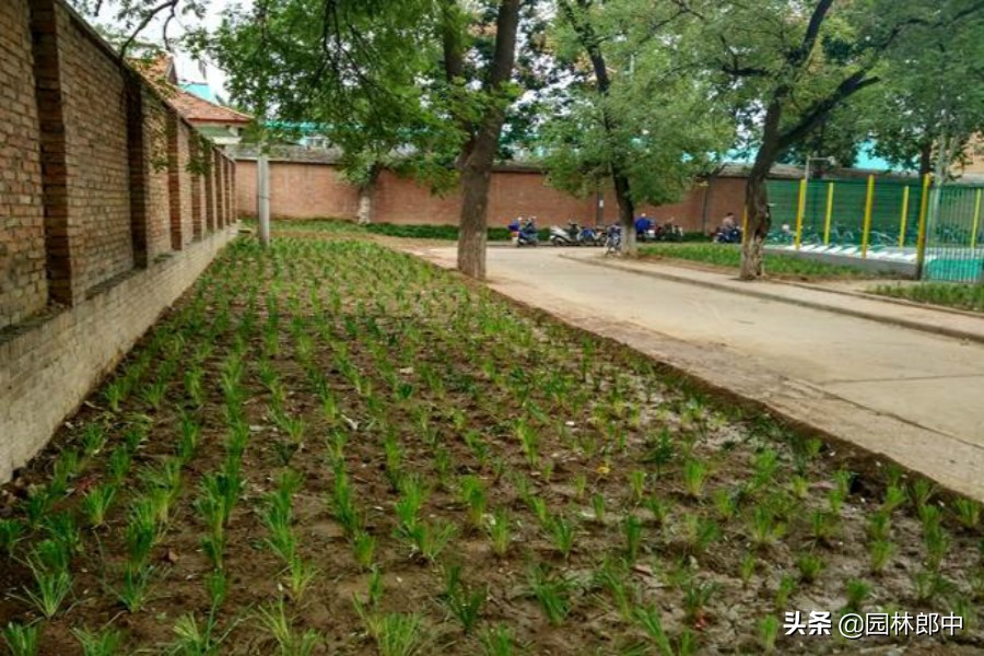 麦冬草坪除杂草,麦冬草怎样消灭