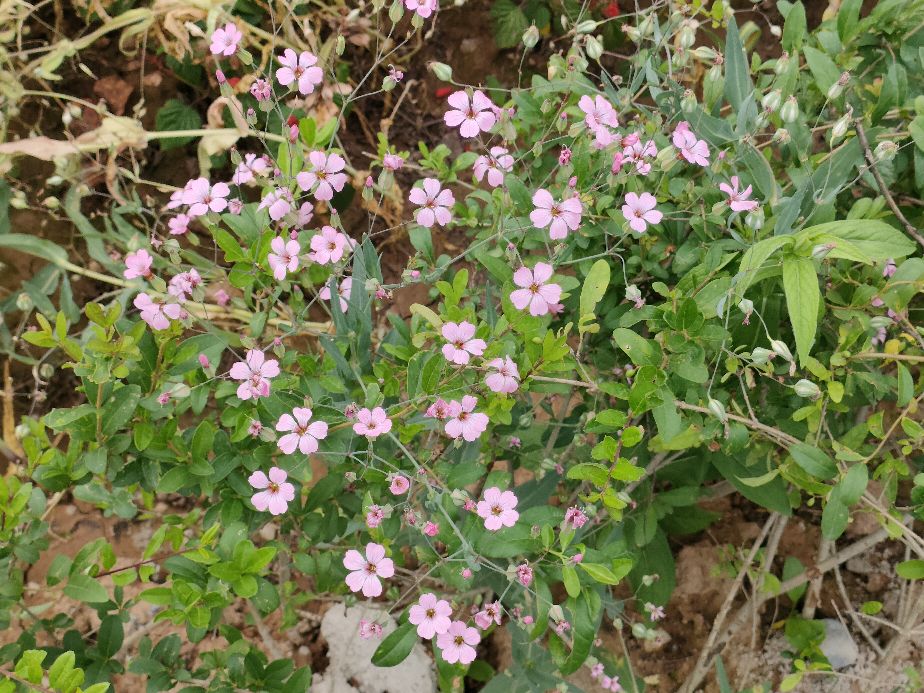因过竹院逢僧话偷得浮生半日闲,偷得浮生半日闲下一句什么意思