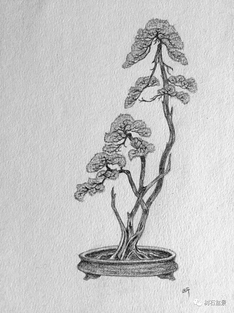 杨派盆景传承人,杨派盆景非遗传承人