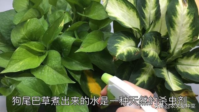 随处可见的狗尾巴草还有不少妙用,一整片狗尾草