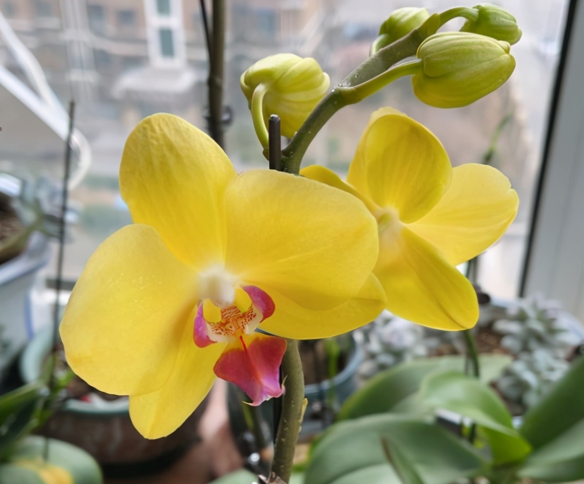 蝴蝶兰为什么花芽长得慢,蝴蝶兰长得不高怎么办