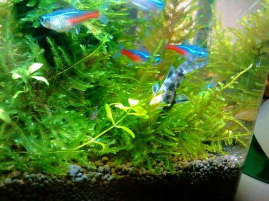 养花消除水藻的方法,水培花有绿藻吗怎么养护