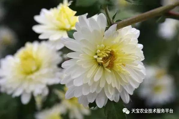 想种药材不知道怎么卖,300亩种什么药材好呢