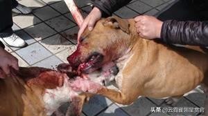世界上最凶猛的狗美国比特犬,比特犬比狮虎豹更凶残