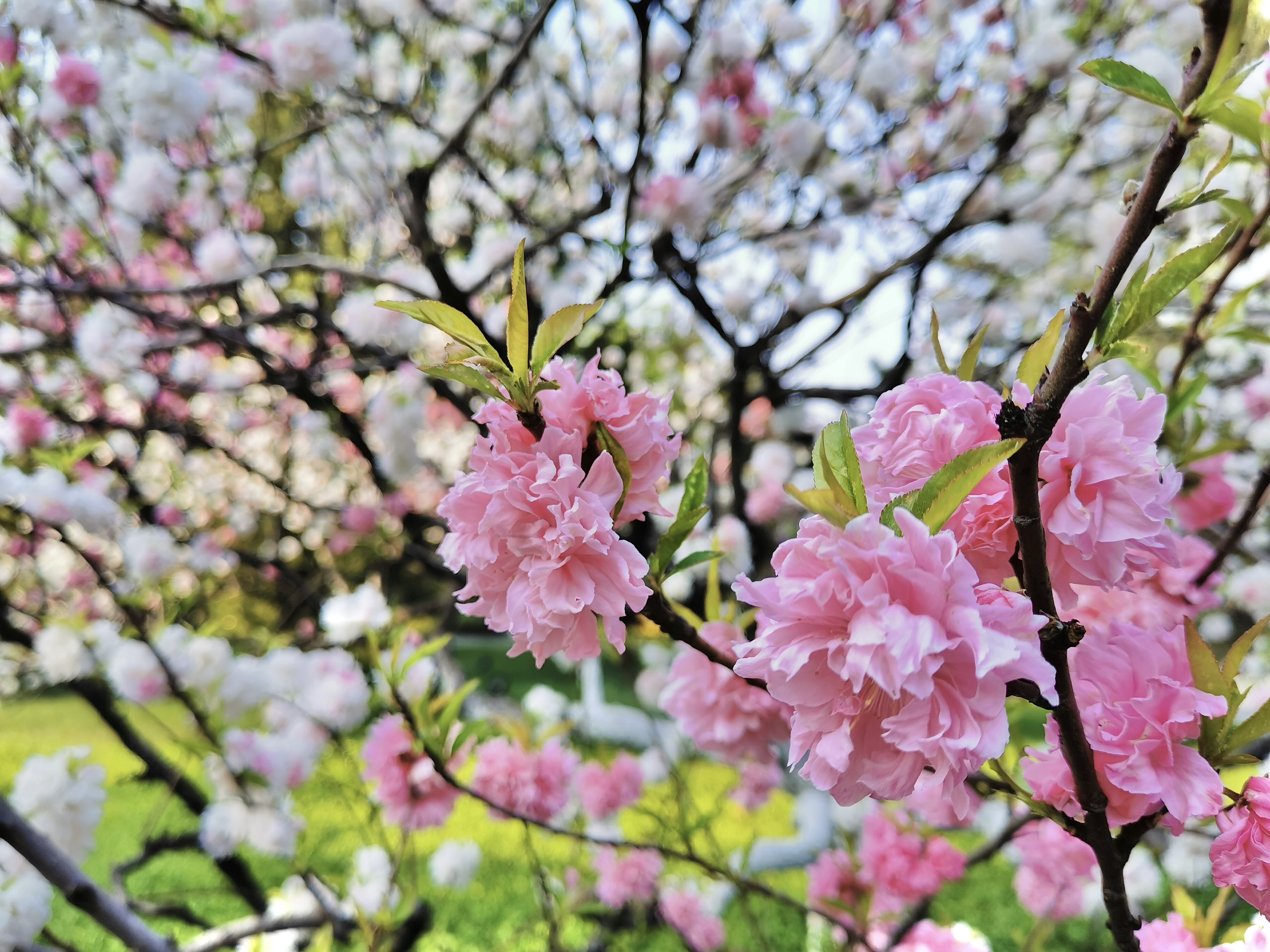 南郊美美,南郊宾馆的风景