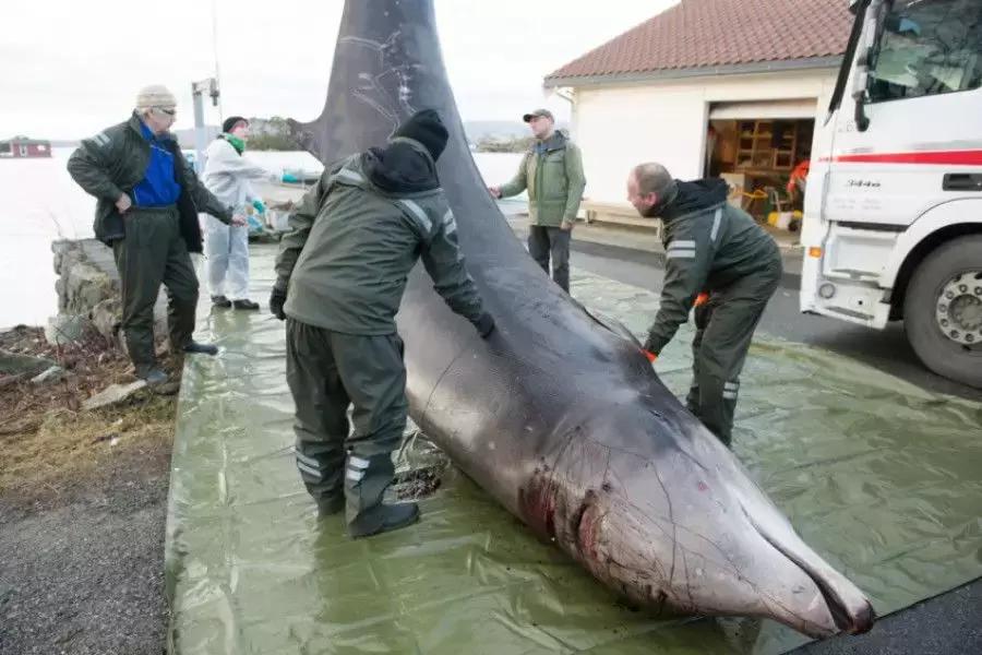 人类到底吃了多少塑料鱼?“深海勇士号”首次曝光海底巨型垃圾场