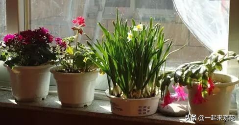 用塑料袋养花的妙用,塑料袋养花有什么用途