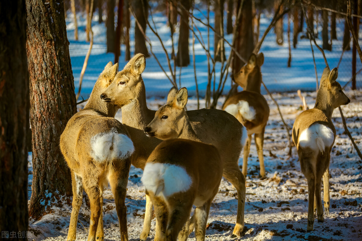 粗心的猎人,猎人打狐狸自己受伤脑筋急转弯