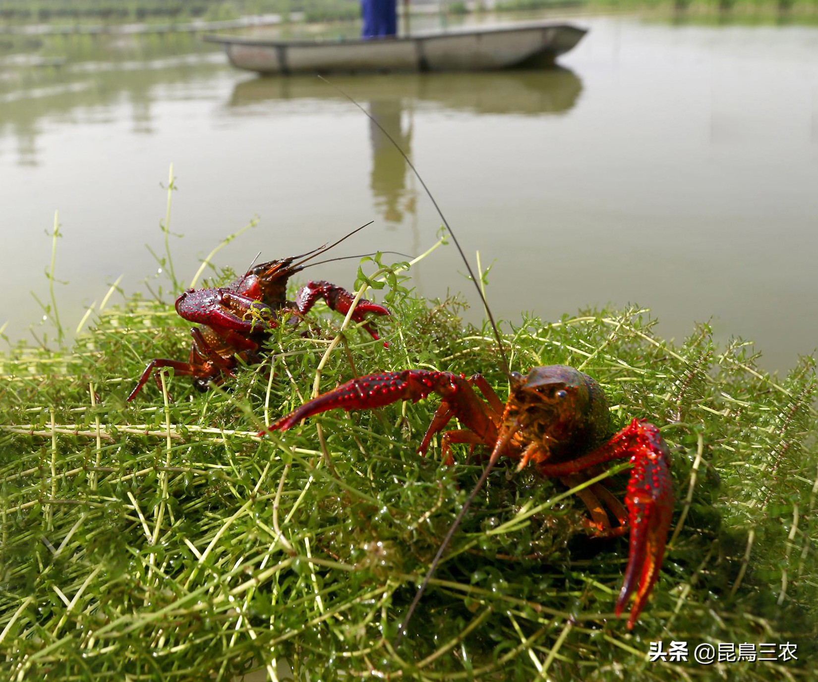 小龙虾好养吗有几种,小龙虾好养吗风险大吗