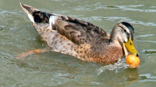 冬天养蛋鸭困难又危险，几个饲养原则大家必须要记住