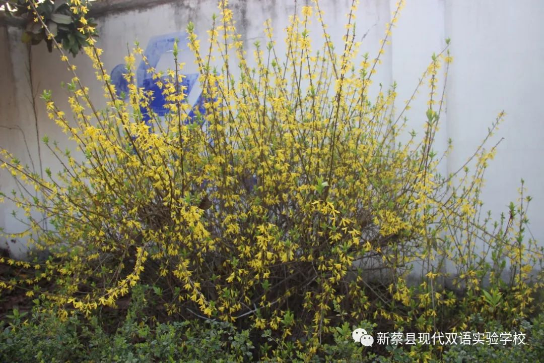 新蔡现代双语实验学校,新蔡县现代双语实验学校老照片