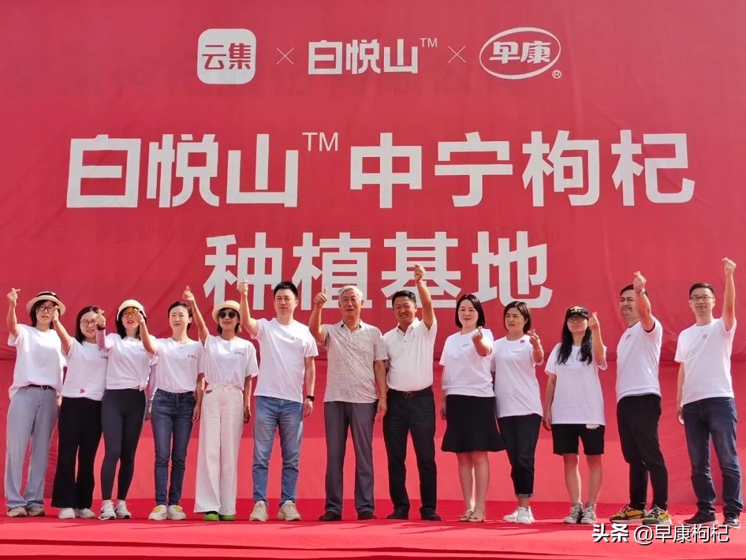 宁夏中宁县早康枸杞,早康枸杞宁夏中宁