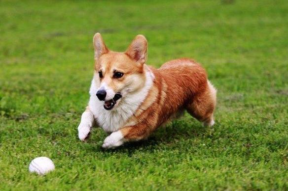 柯基46斤减肥,怎么训练柯基游泳减肥