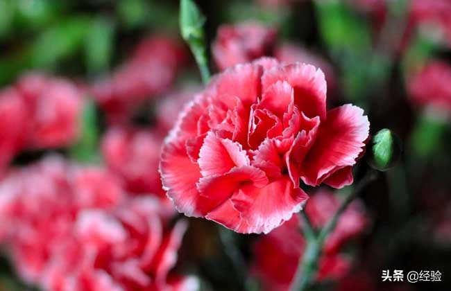 康乃馨的繁殖方法,康乃馨的繁殖方法和注意事项