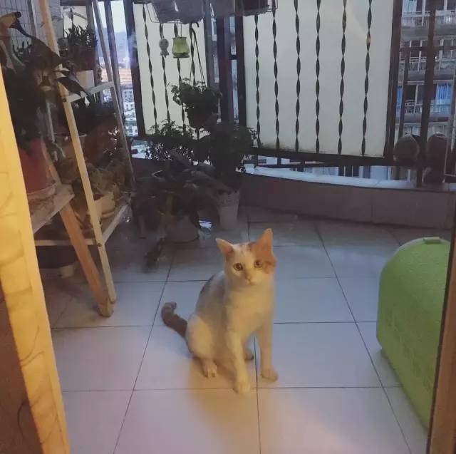 她救下一只得皮肤病脾气巨差的猫咪，花了两个月变身软萌美喵