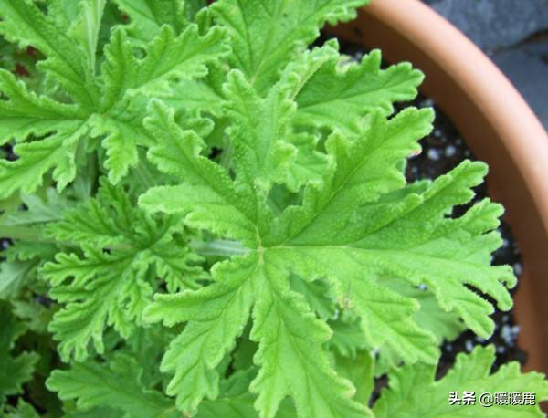 孕妇可以用什么驱蚊吗,孕妇能不能用艾叶驱蚊