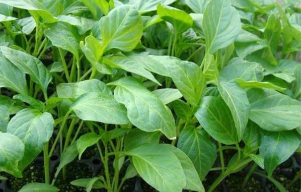 促进生长剂排行,生长调节剂哪种最好最快