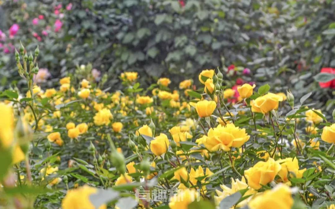 郑州地铁5号线沿线美景,郑州地铁5号线景点适合3月打卡地