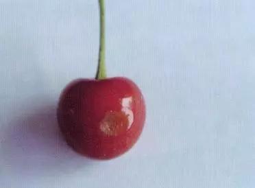 樱桃的常见病虫害及防治方法,樱桃虫害最佳防治方法