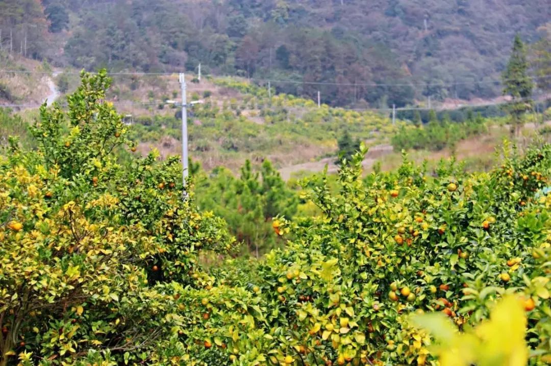 清远冬季水果,清远冬季水果采摘