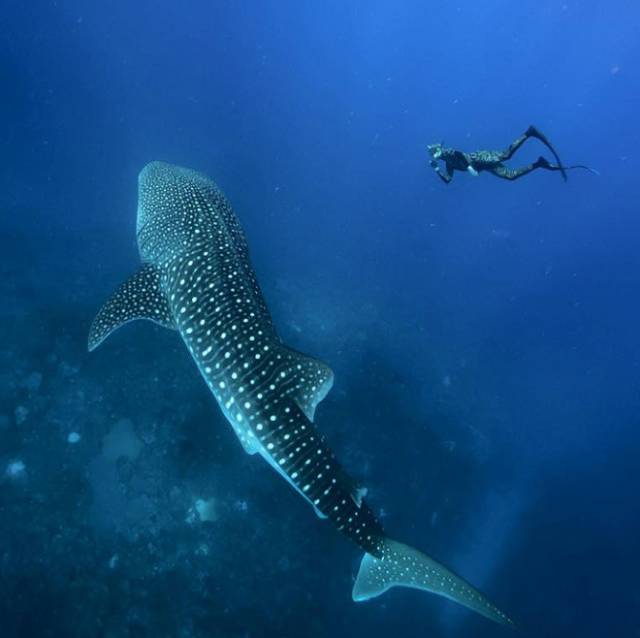 潜水的魅力有多可怕,从来没潜水的人能潜水吗
