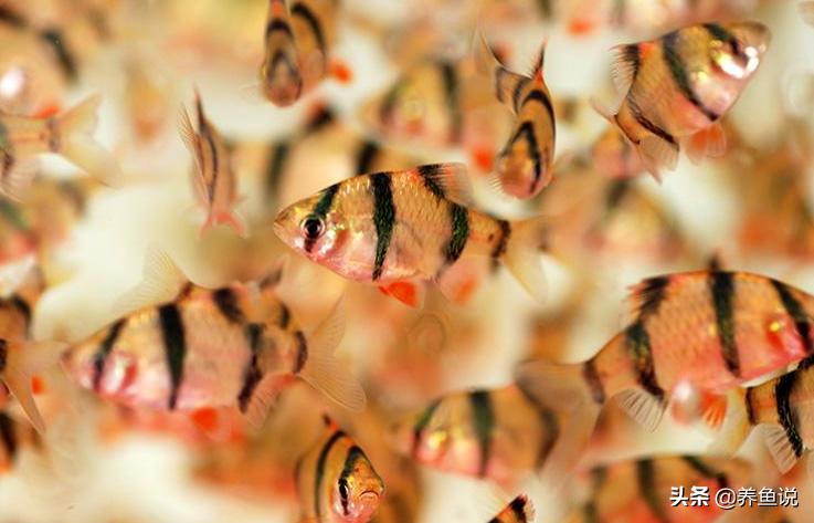 虎皮鱼怎么才能养好,虎皮鱼好养吗怎么养