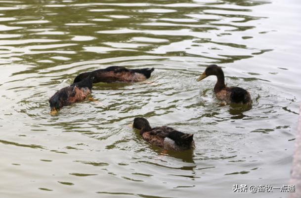 孵化过程停电,孵化中停电了怎么办