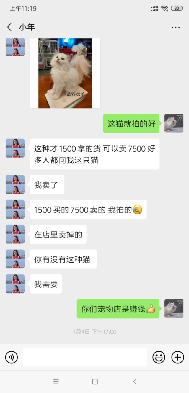 如何挑选布偶猫这几点需要注意,怎样挑选布偶猫的品相