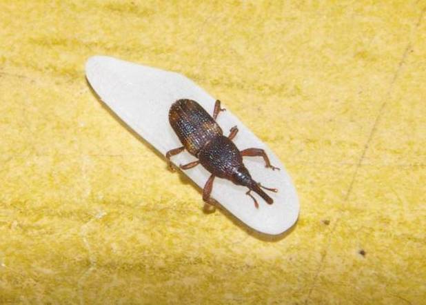 都有哪些常见的甲虫,不同种类但是很相似的甲虫图片