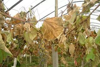 遇到肥料用多烧苗的补救方法,肥料使用过度怎么办