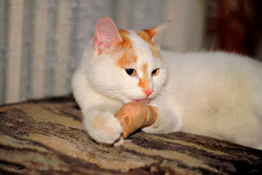 养猫日记：猫伤口化脓处理怎么办