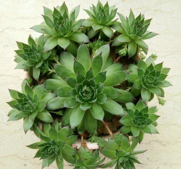 怎样养观音莲爆盆,养观音莲用什么土好