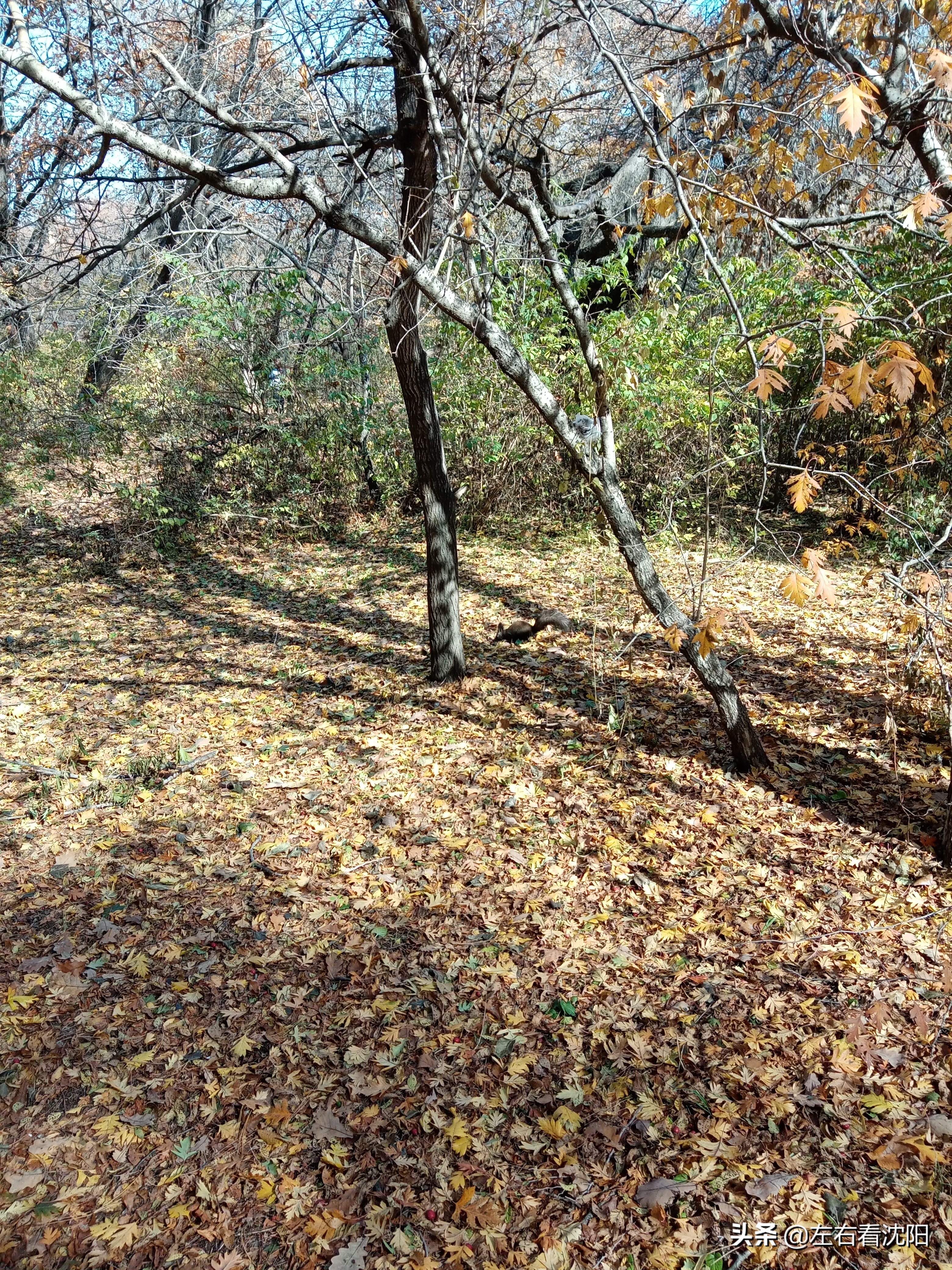 秋季沈阳北陵公园有啥好玩的,漫步沈阳北陵公园湖水边