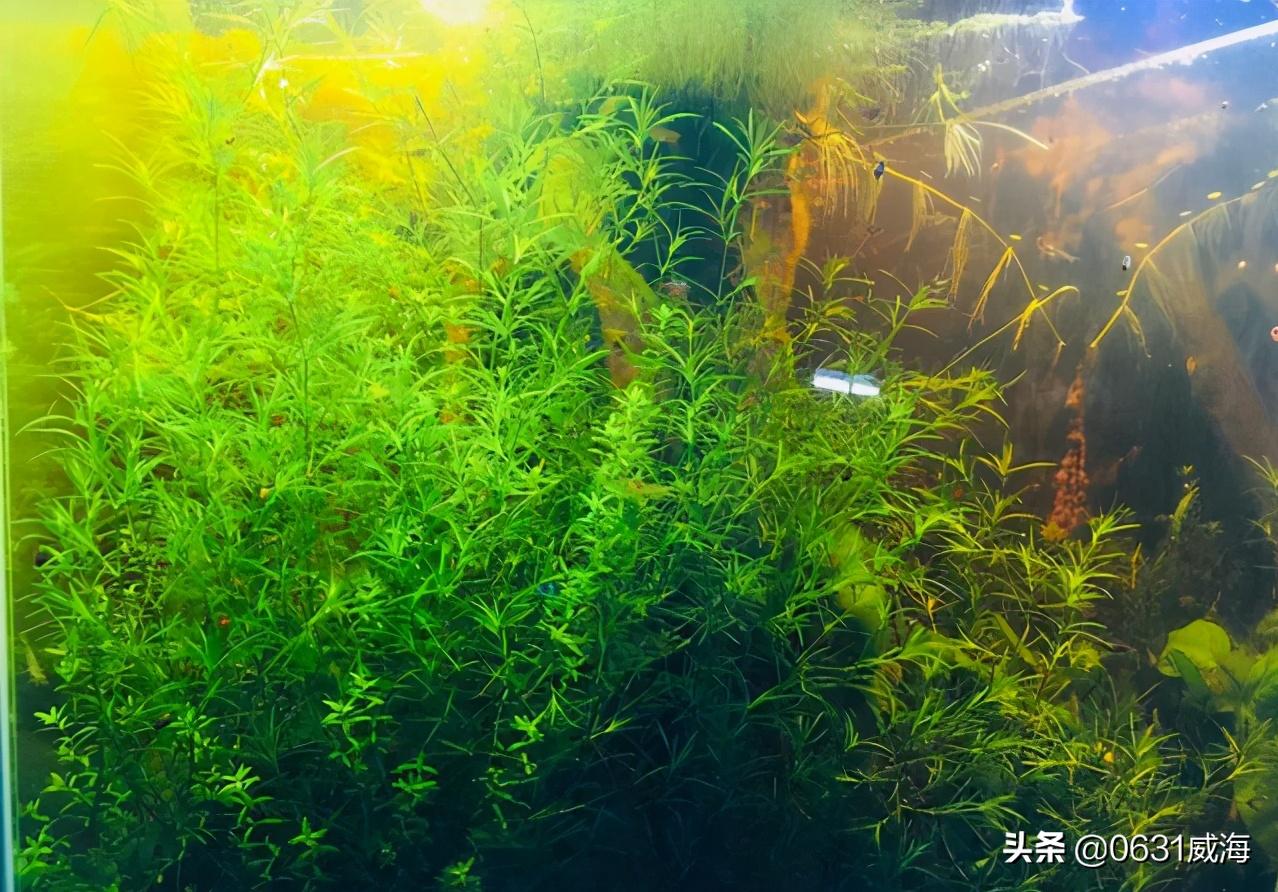 水草缸浑浊怎么处理,水草缸水质太肥如何处理