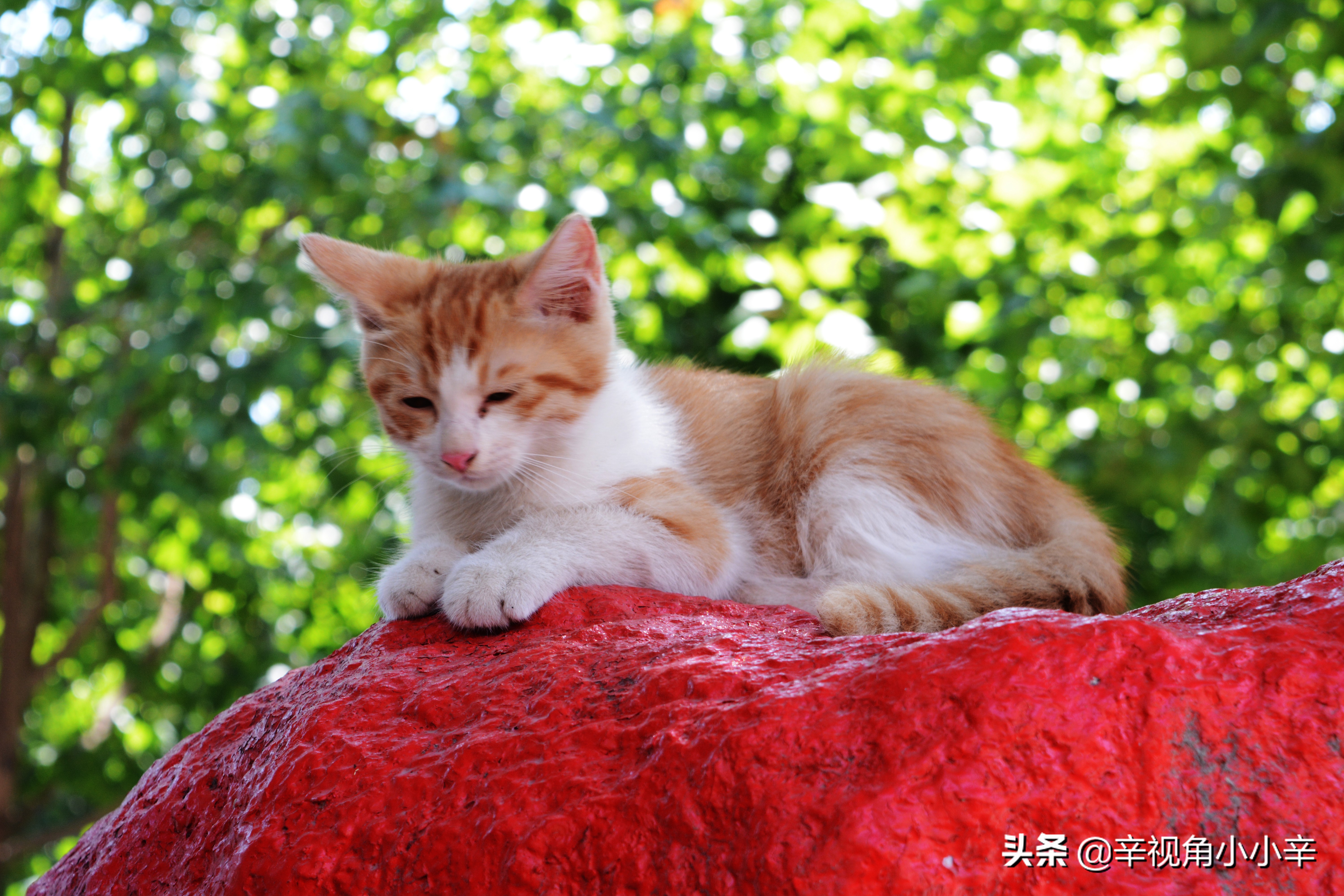 思想中的猫,徘徊中的猫