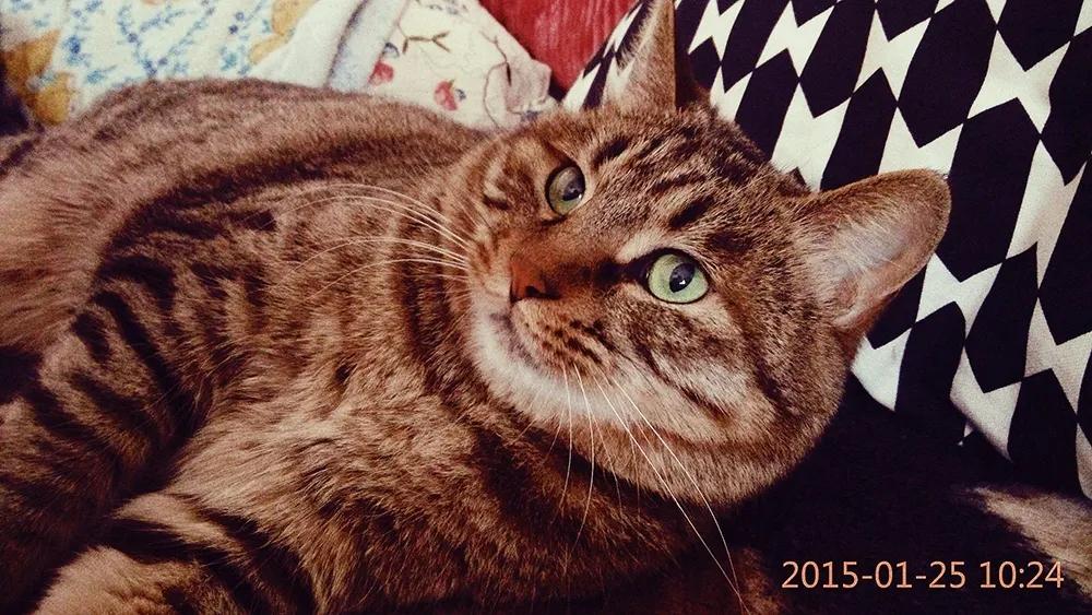 养猫人哭了 (朝九晚五适合养猫吗)