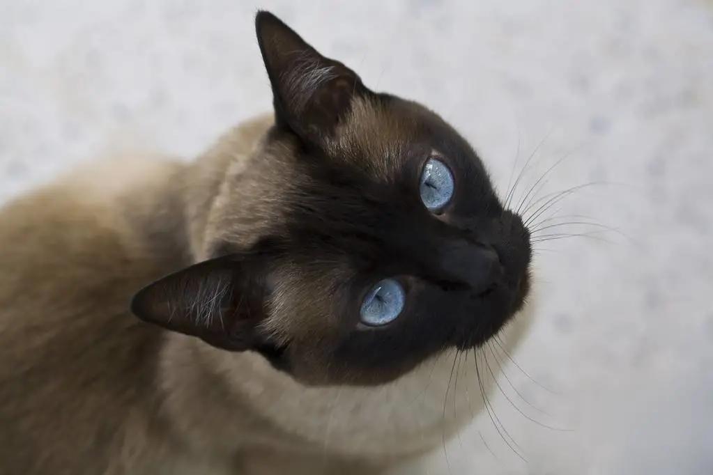 暹罗猫挖煤工怎么念,挖煤猫和暹罗猫怎么区别