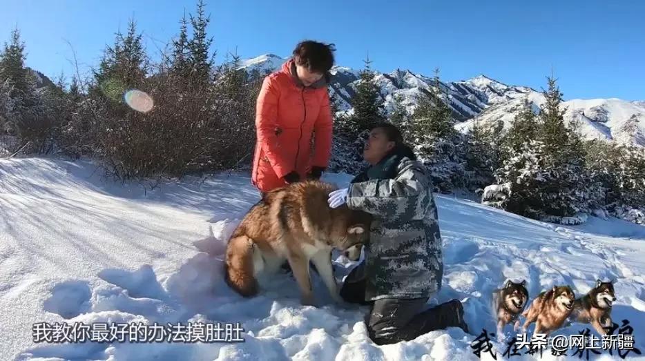这位“女汉子”在*疆新**，把狼养成了哈士奇，就是经常揍狼的那个