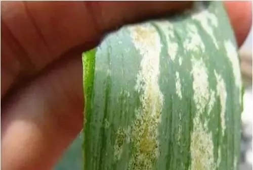 大葱病虫害有哪些防治方法,大葱几种常见病虫害的防治技巧