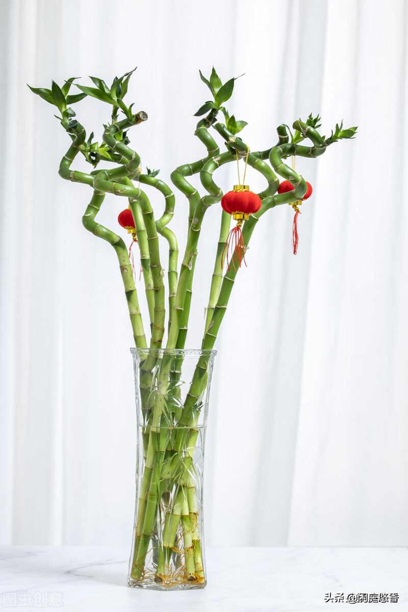 100种常种花卉养护秘籍,20种花卉浇水保养法